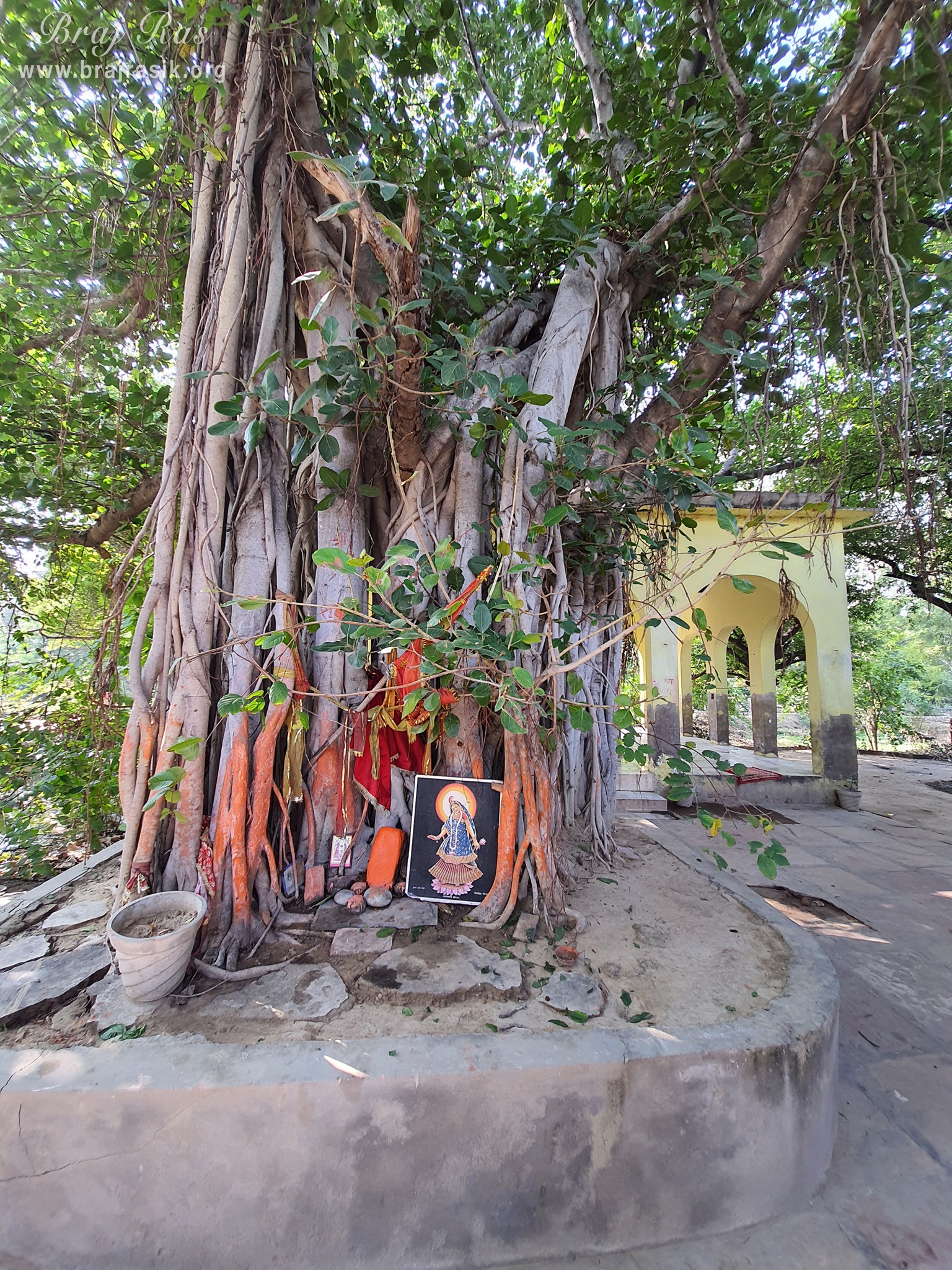 A very close view of the ancient banyan tree at Shri Radha Bag, Barsana