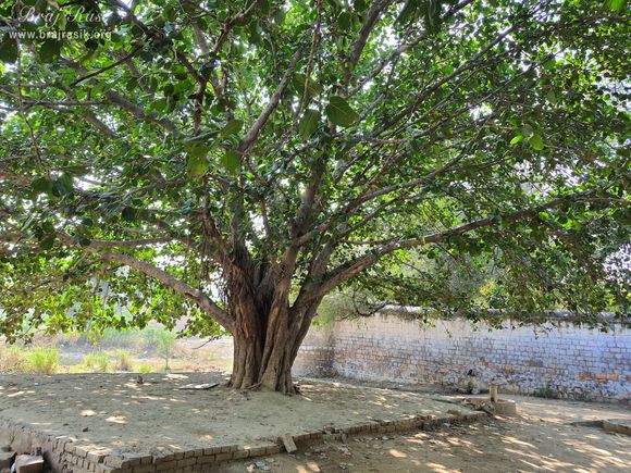 A very beautiful tree at Shri Radha Bag, Barsana
