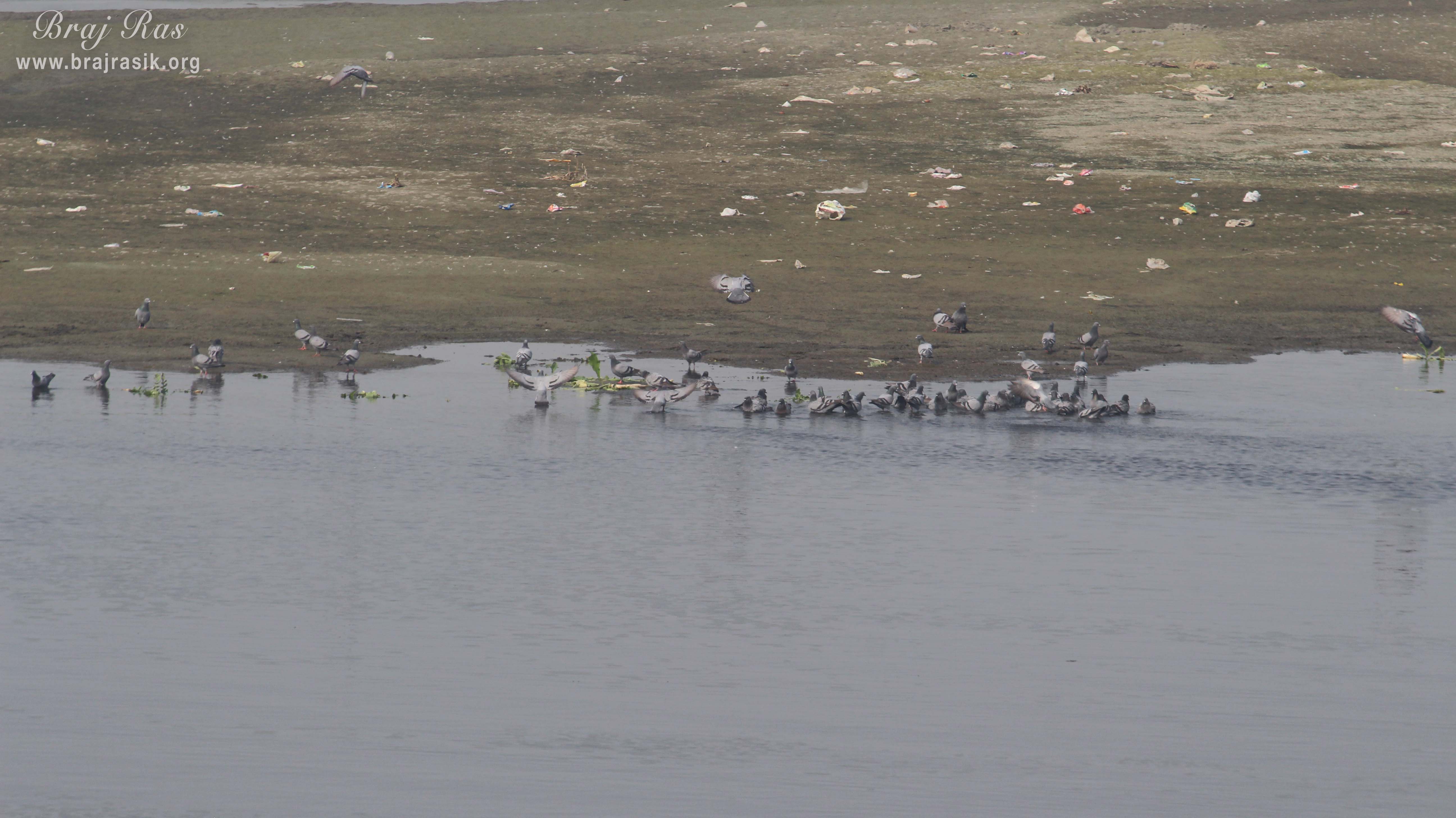 Several birds bathing in Yamuna Ji near Keshi Ghat, Vrindavan