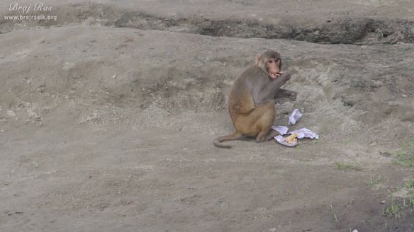 A monkey eating food at Keshi Ghat, Vrindavan