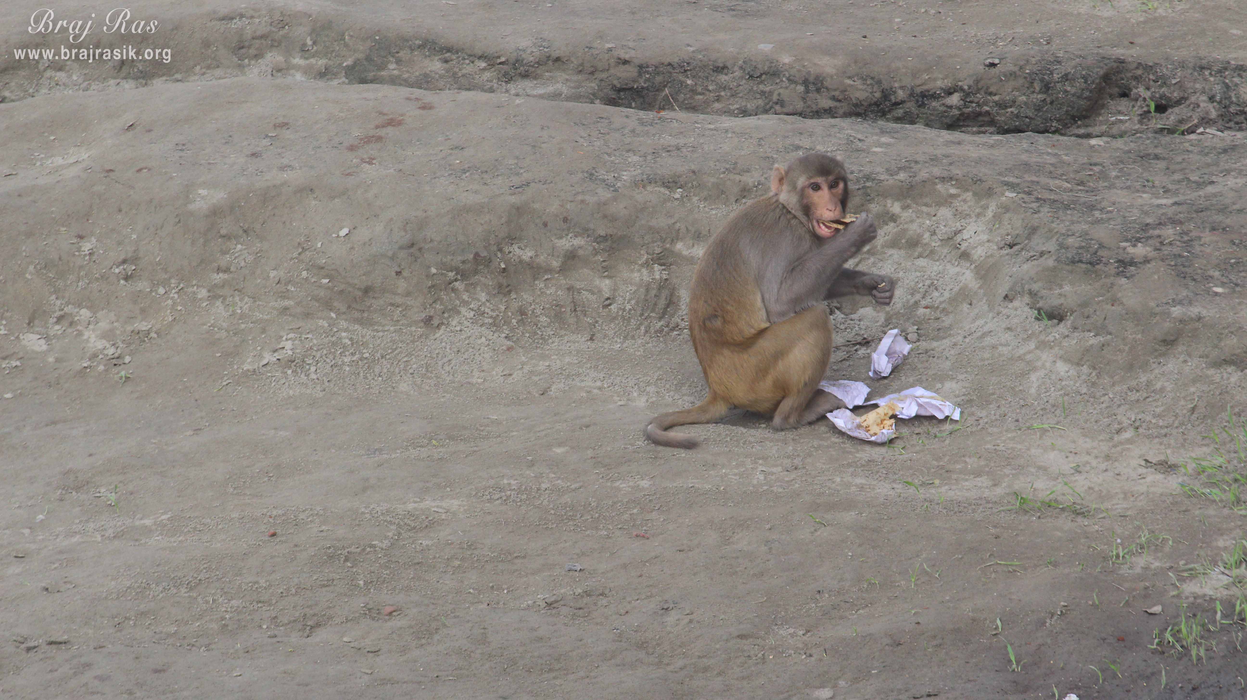 A monkey eating food at Keshi Ghat, Vrindavan