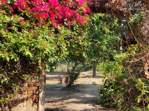 श्री वृषभानु बाग बरसाना