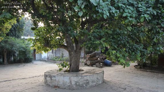 Glimpses of beautiful trees at Swami Haridas Kunj Kutir.