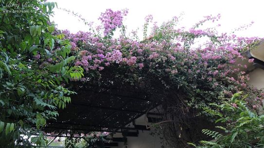 Glimpses of outside view at Swami Haridas Kunj Kutir.