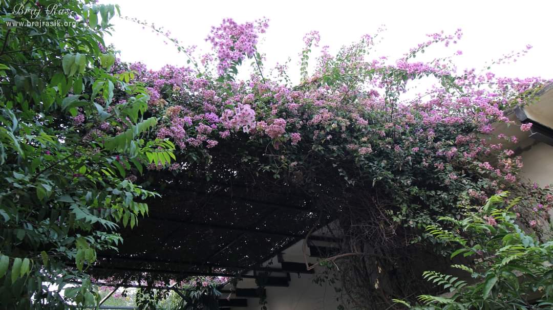 Glimpses of outside view at Swami Haridas Kunj Kutir.