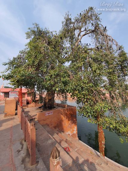 A beautiful ancient tree at Hanuman Ghat at Vimal Kund, Kamyavana.