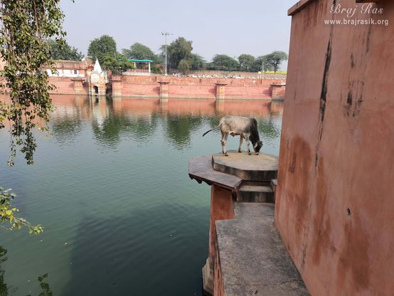 A cow resting under a tree at Vimal Kund, Kamyavana.