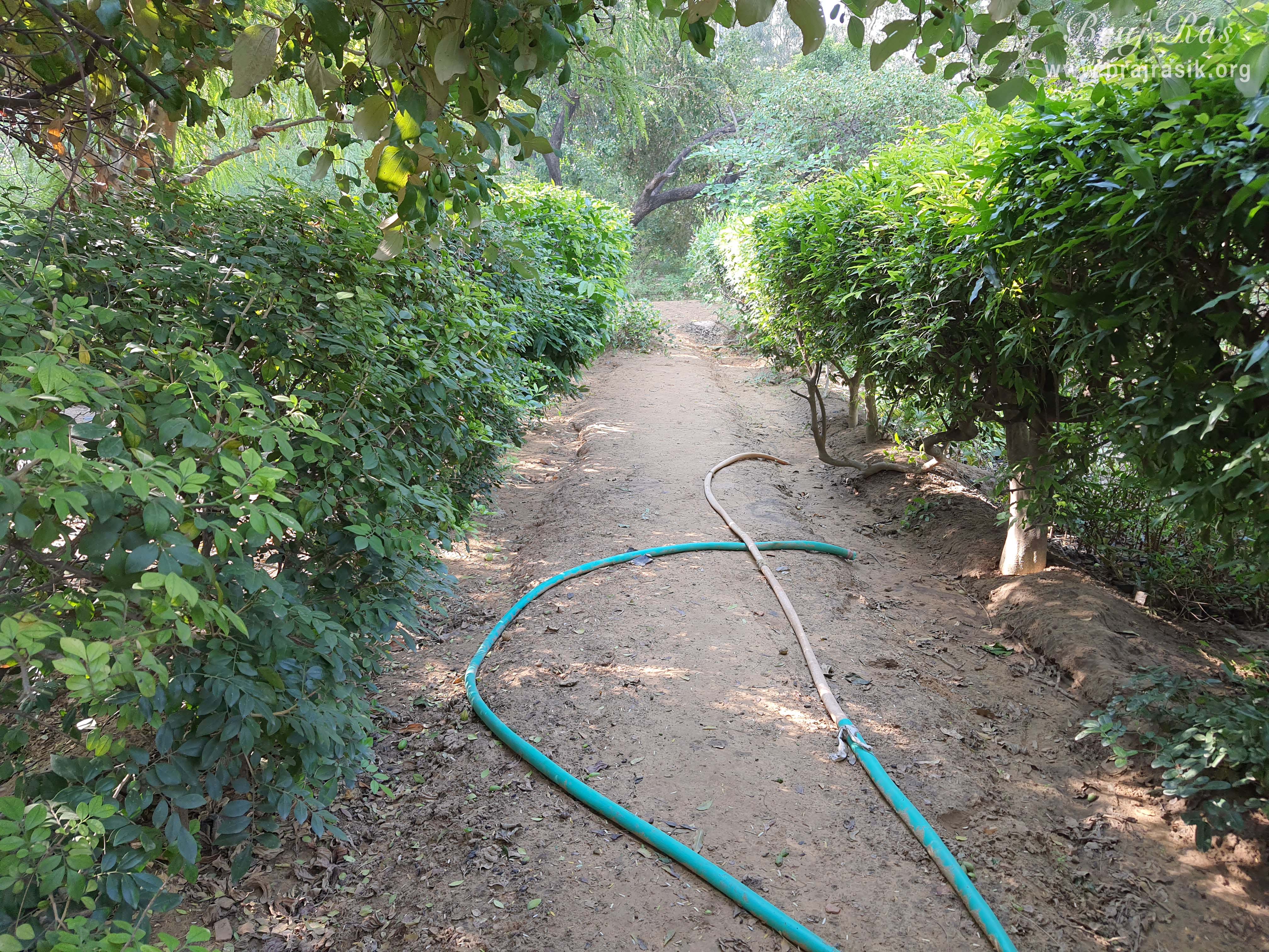 A walking pathway in Nursery at Barsana.
