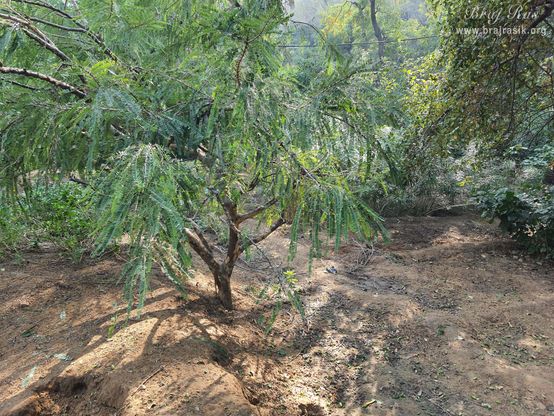 बरसाना में पौधशाला का एक दृश्य 