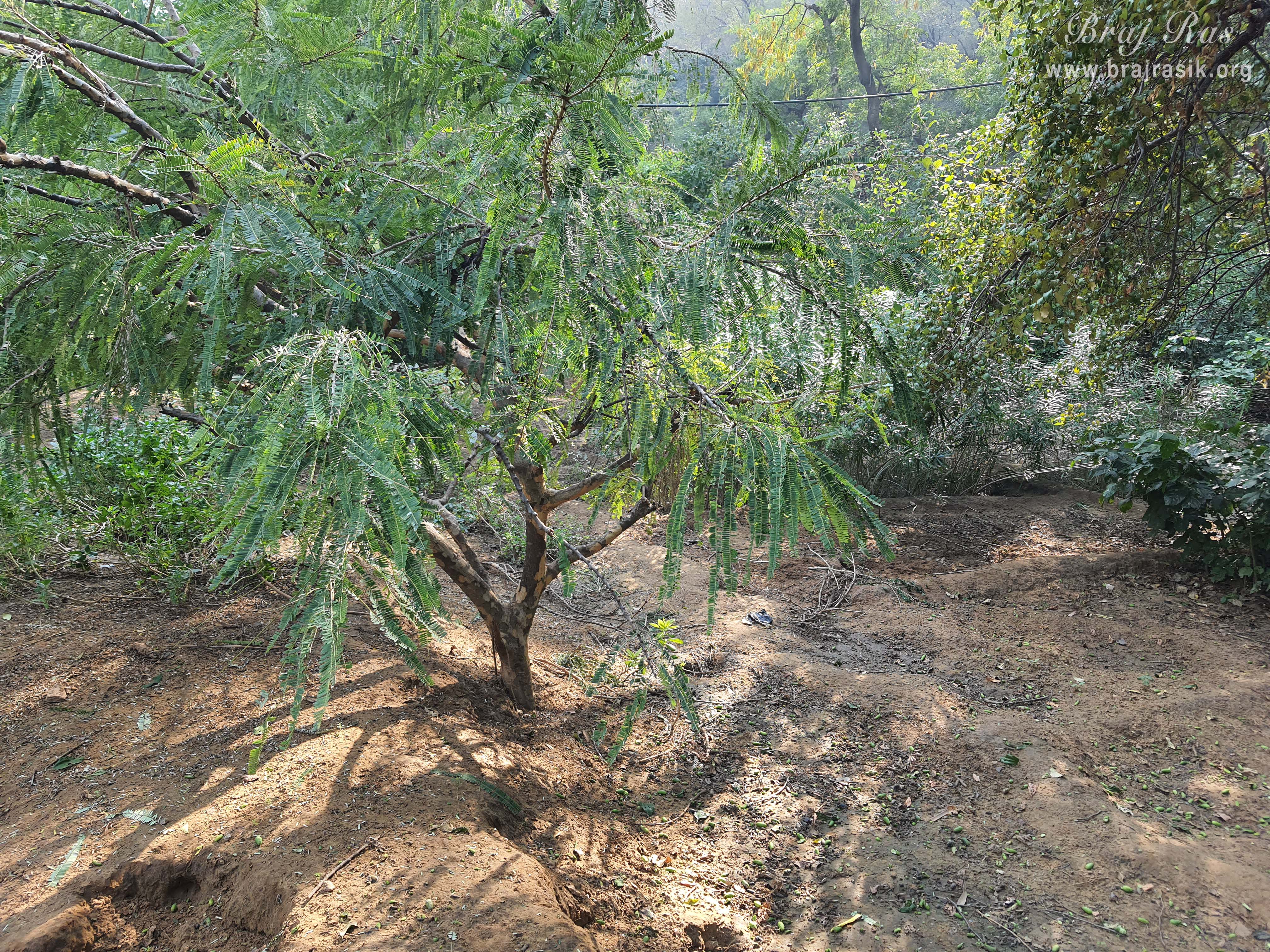 Glimpses of Nursery at Barsana.