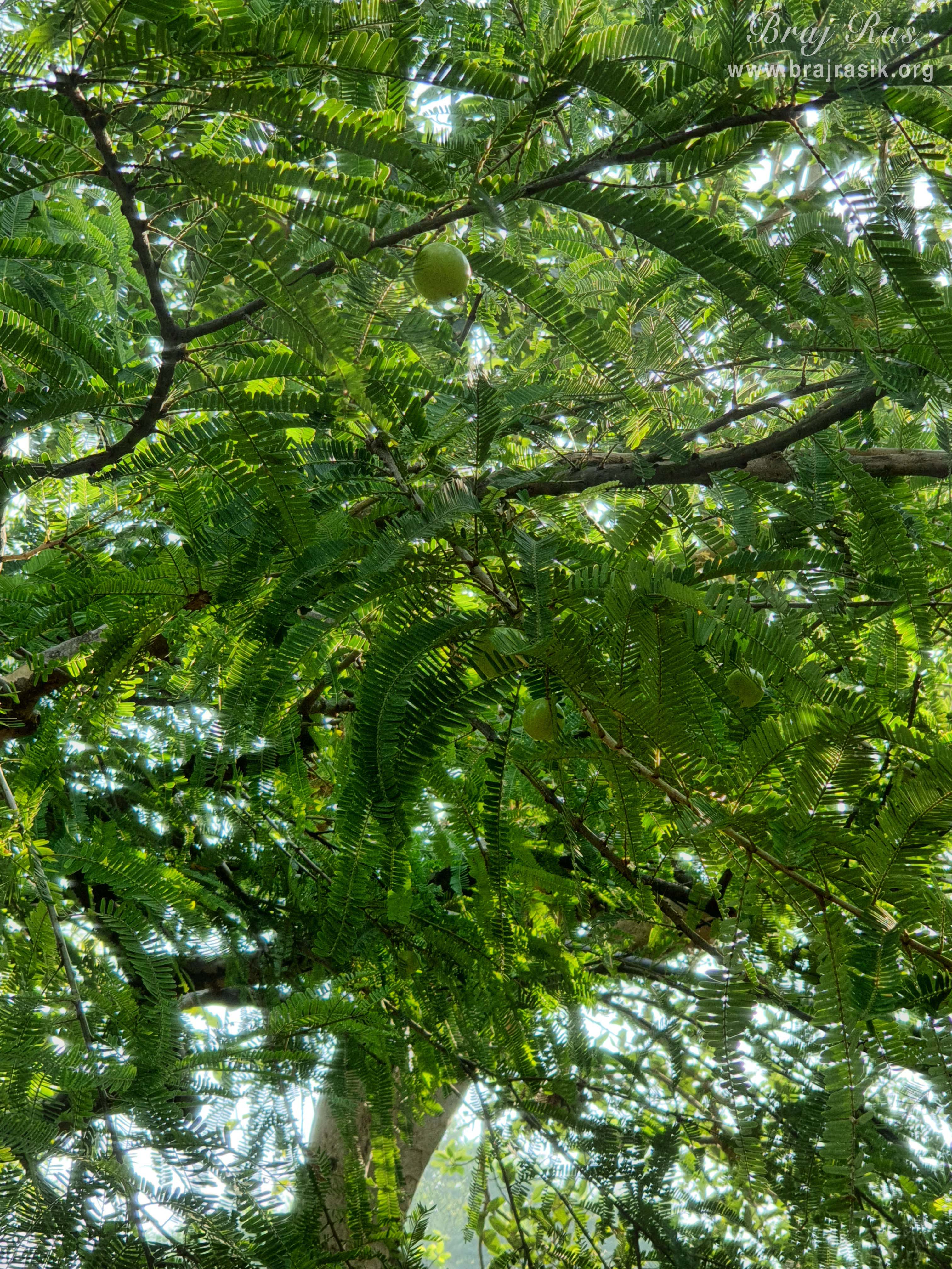 Amla fruit in Nursery at Barsana.