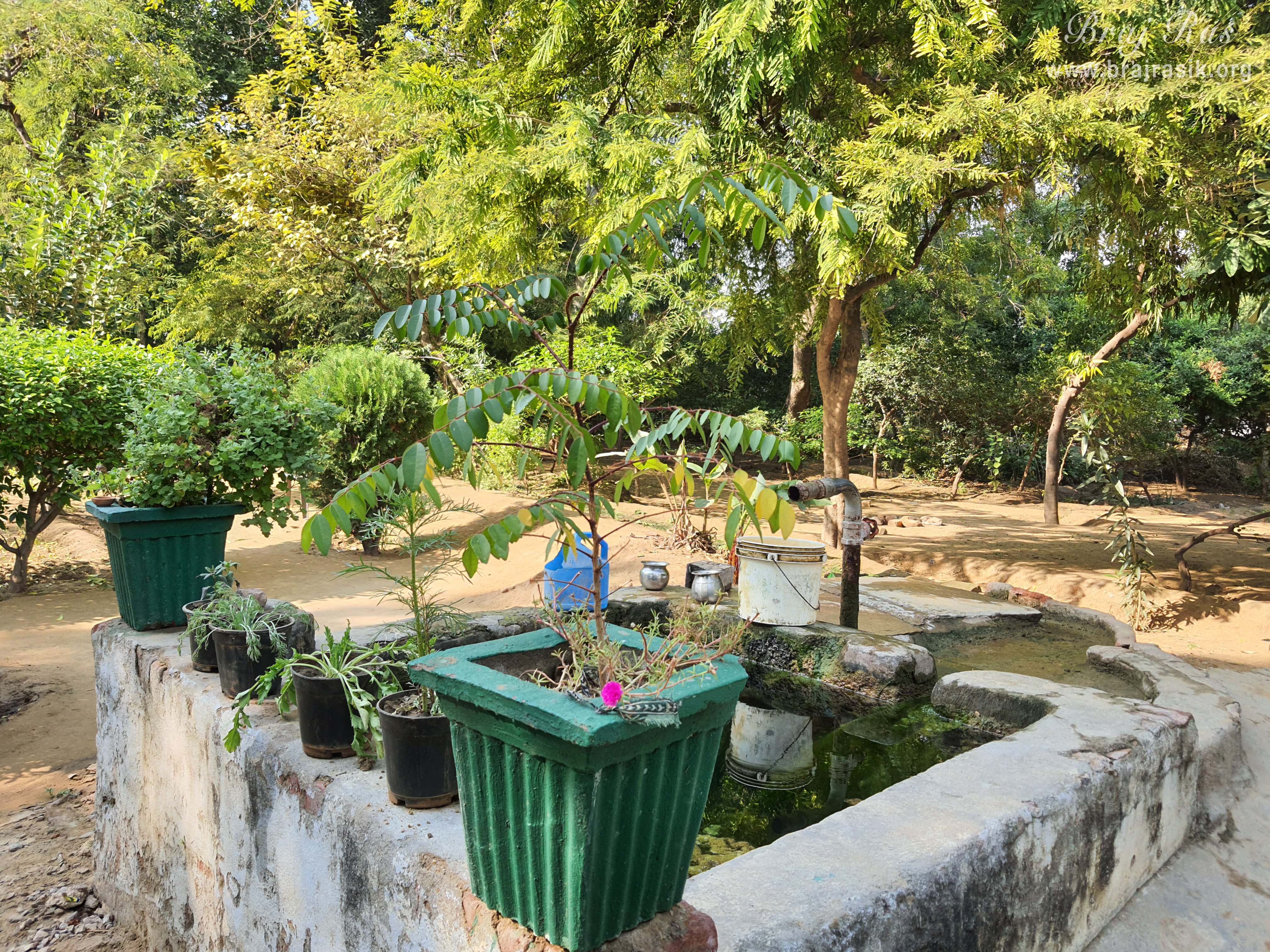 Flower pots in Nursery at Barsana.
