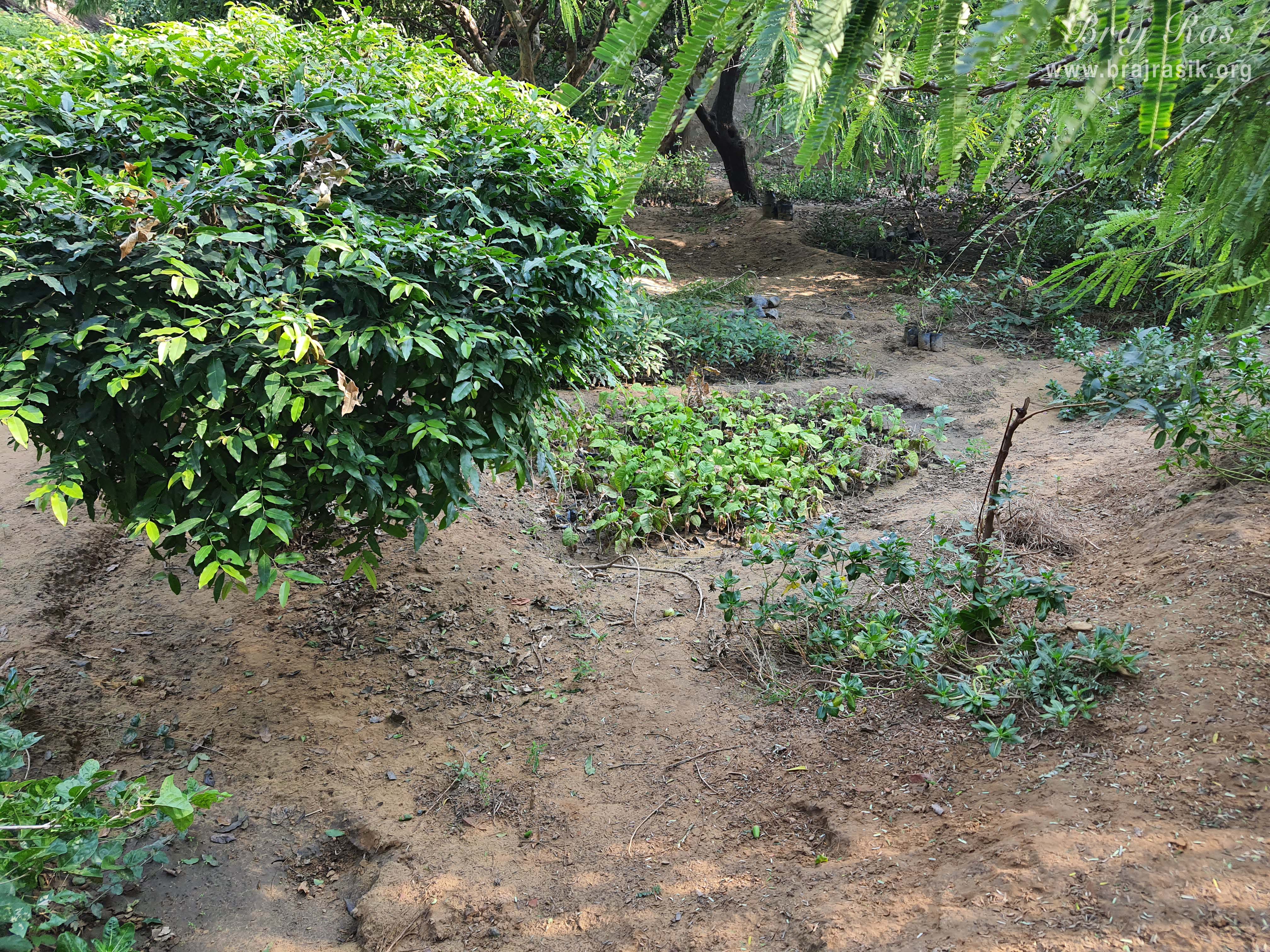 Various plants and vegetables growing in Nursery at Barsana.