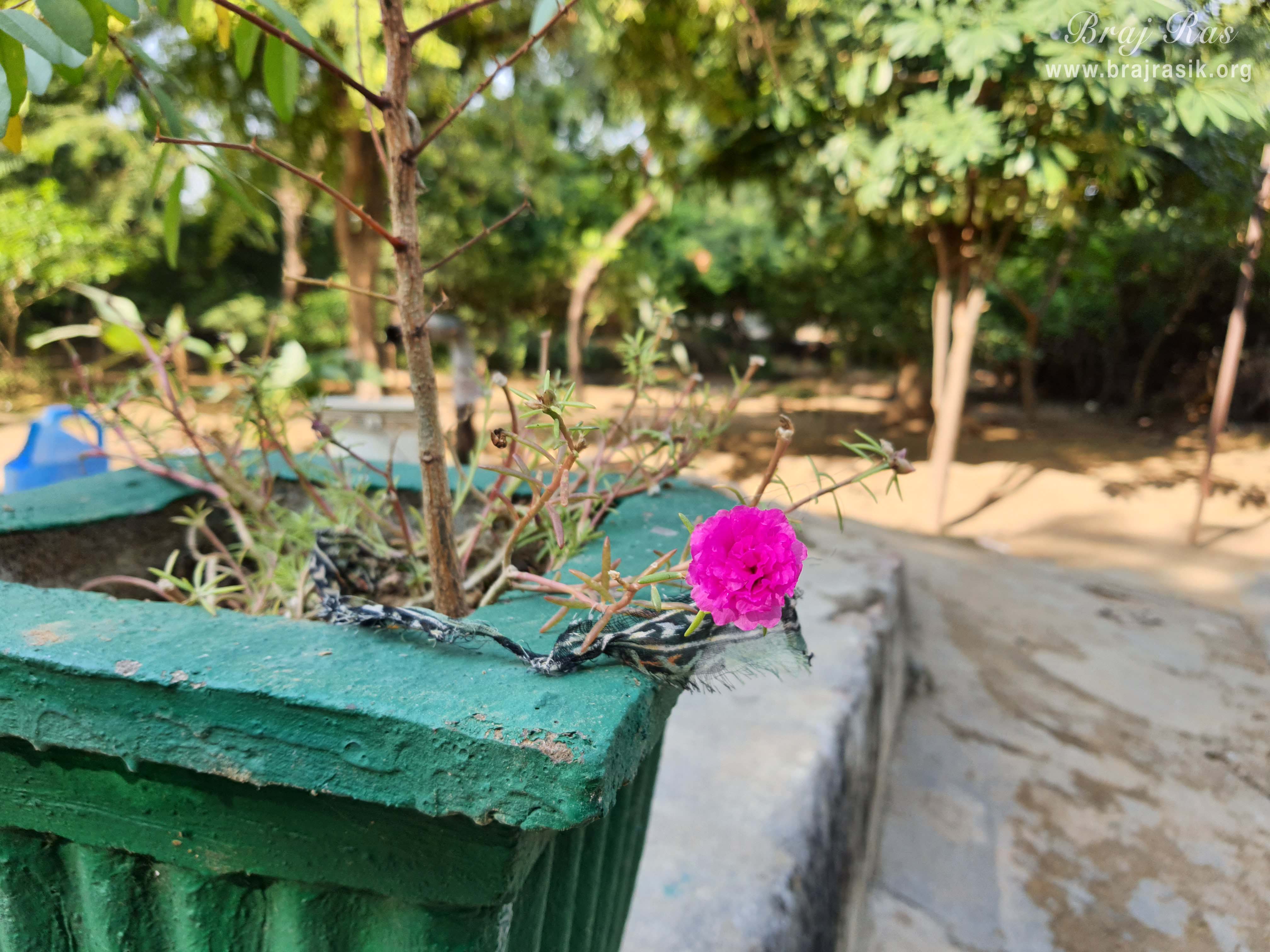 Glimpses of general Flowerpot in Nursery at Barsana.