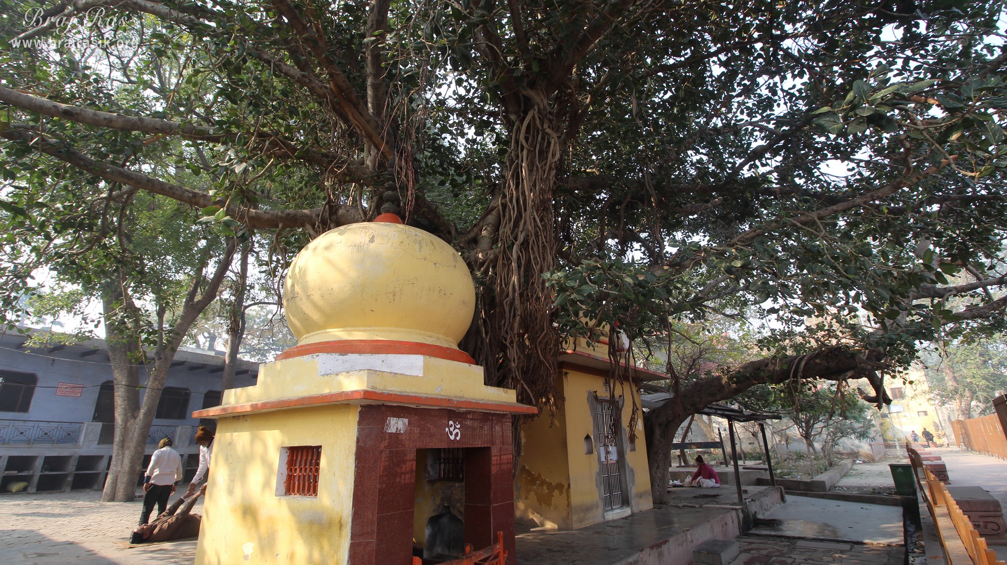 View of Ancient banyan tree and gufeshwar mahadev temple at Potra Kund, Mathura