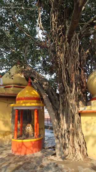 A close view of an ancient banyan tree at Potra Kund, Mathura