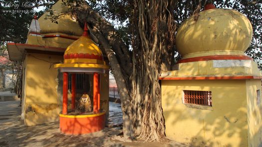 A nice view of ancient tree and temples at Potra Kund, Mathura