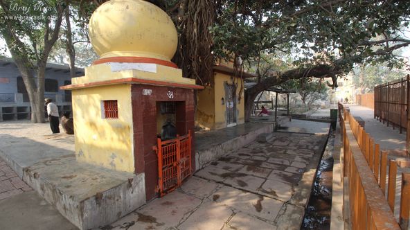 A nice front view of ancient tree and temples at Potra Kund, Mathura