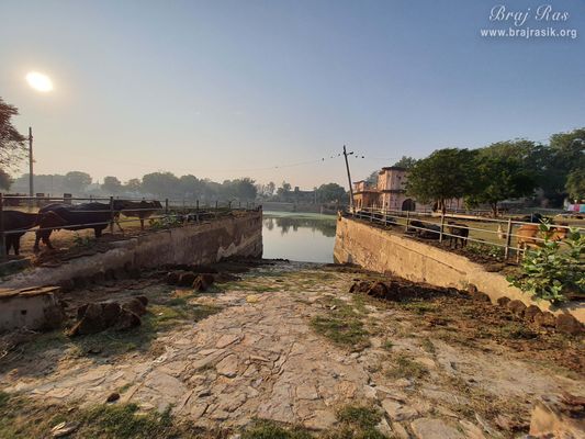 A view of Vrishbhanu Kund (Jal Mahal), Barsana, surrounded by cows all around.