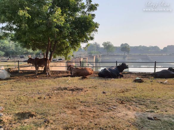 Cows all around at Sri Vrishbhanu kund, Barsana.