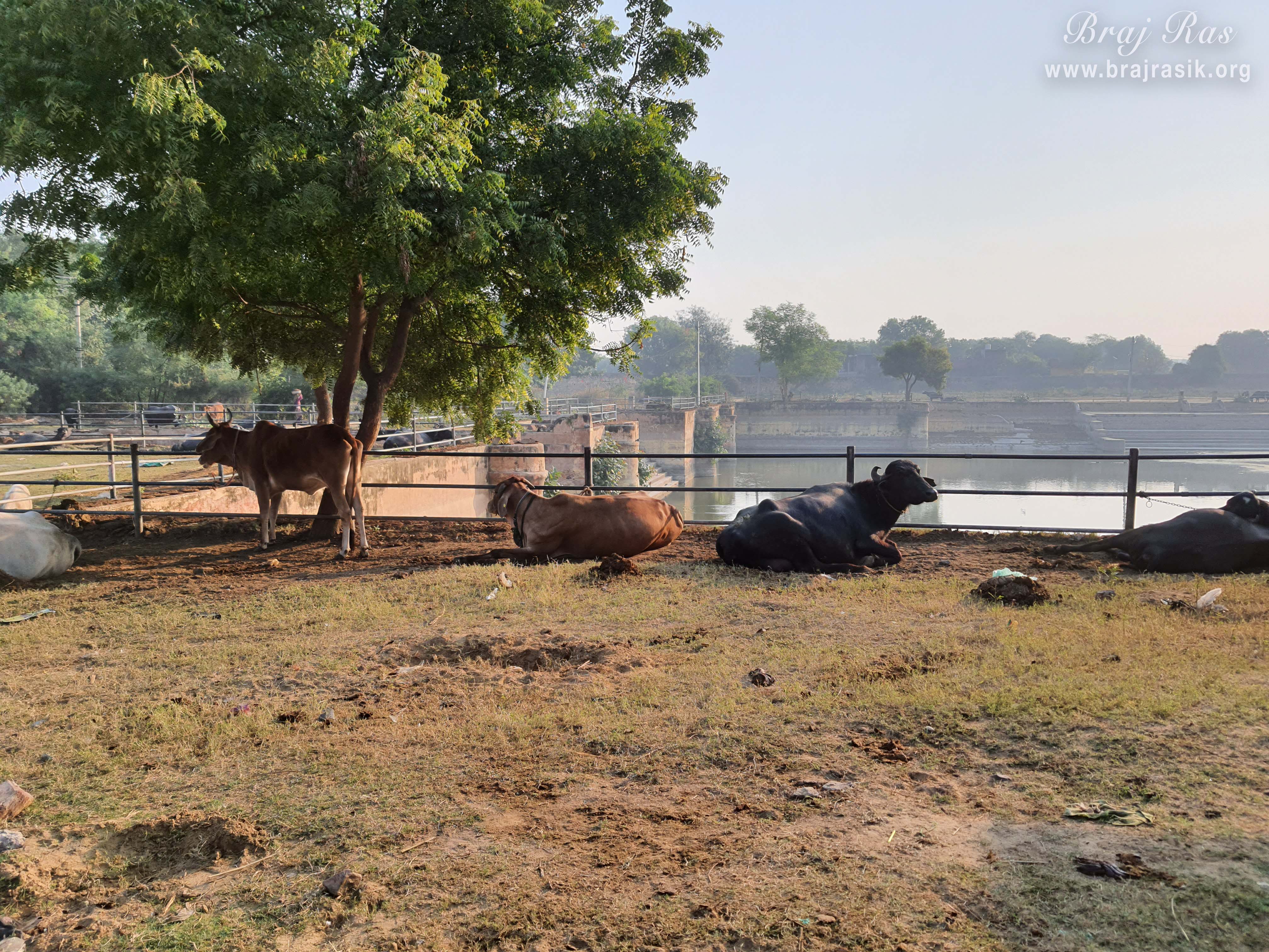 Cows all around at Sri Vrishbhanu kund, Barsana.
