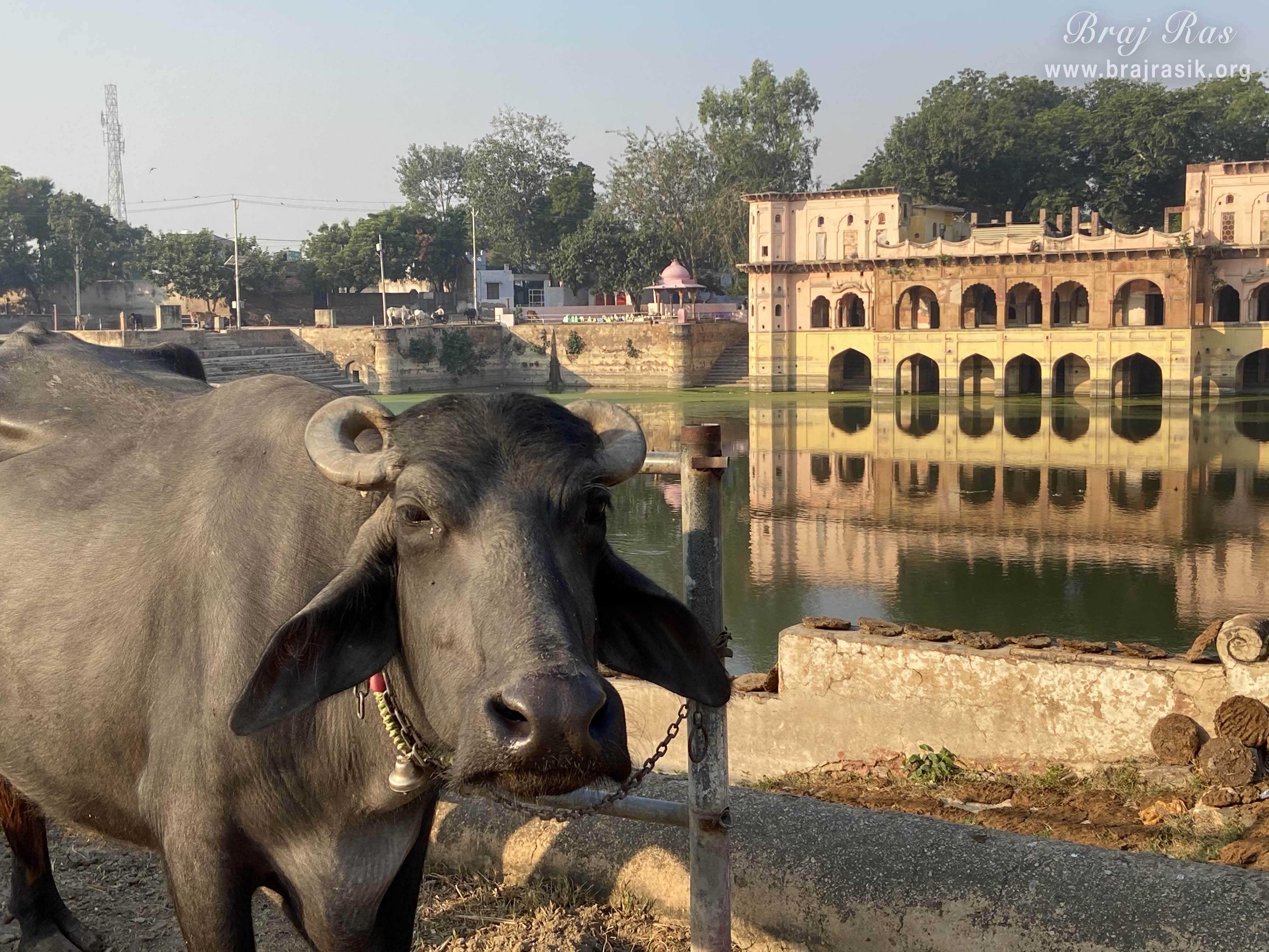 A photo of a buffalo with Sri Vrishbhanu kund, Barsana.