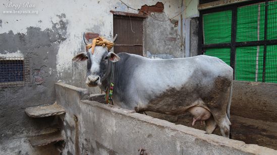 A cow at Shri Sawaman Shaligram Temple, Vrindavan