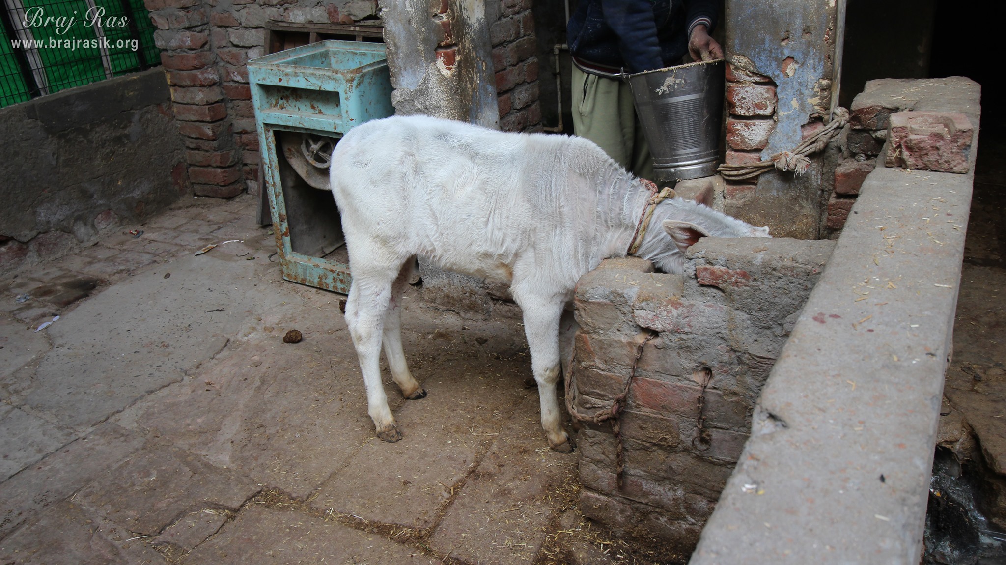 A calf at Shri Sawaman Shaligram Temple, Vrindavan