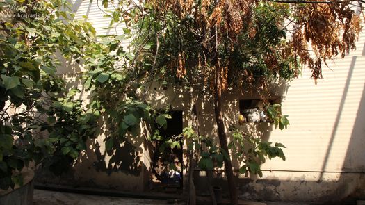 Trees inside Shri Dirgh Vishnu Temple, Mathura