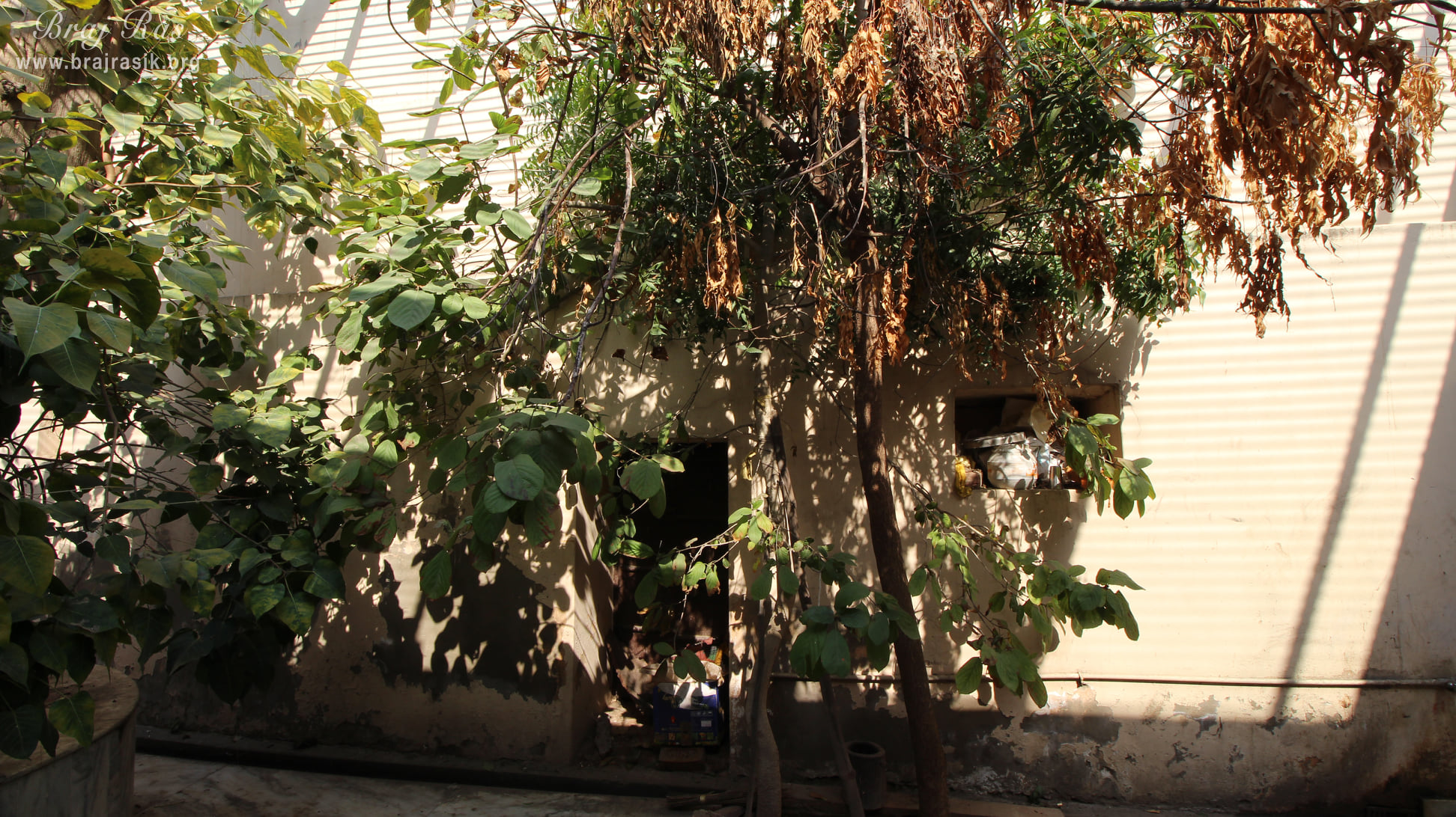 Trees inside Shri Dirgh Vishnu Temple, Mathura