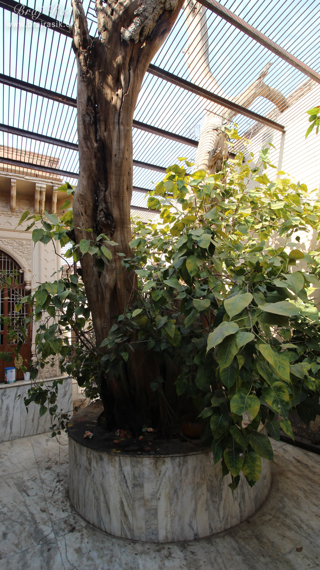Full view of an ancient tree at Shri Dirgh Vishnu Temple, Mathura