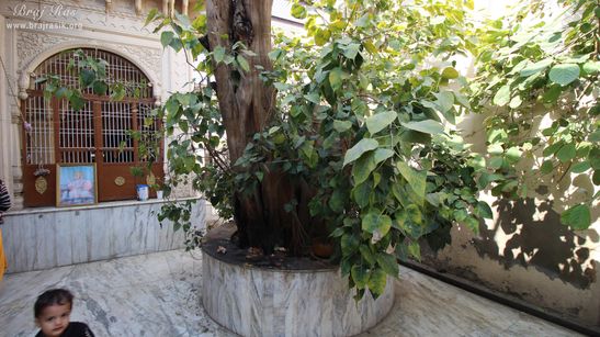 Ancient tree at Shri Dirgh Vishnu Temple, Mathura
