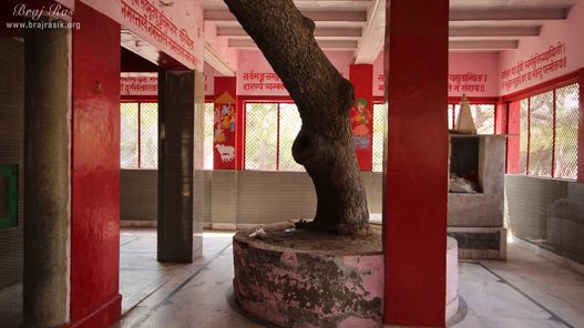 Temple courtyard at Kankali ­Devi Temple, Mathura