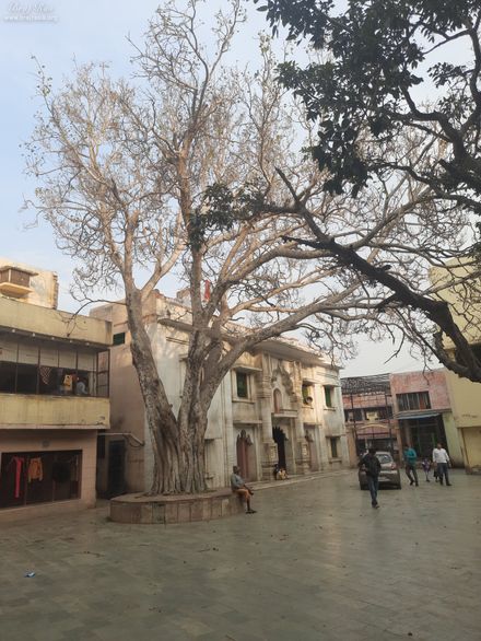 A nice view of an ancient tree at Shri Sudama Kuti, Vrindavan