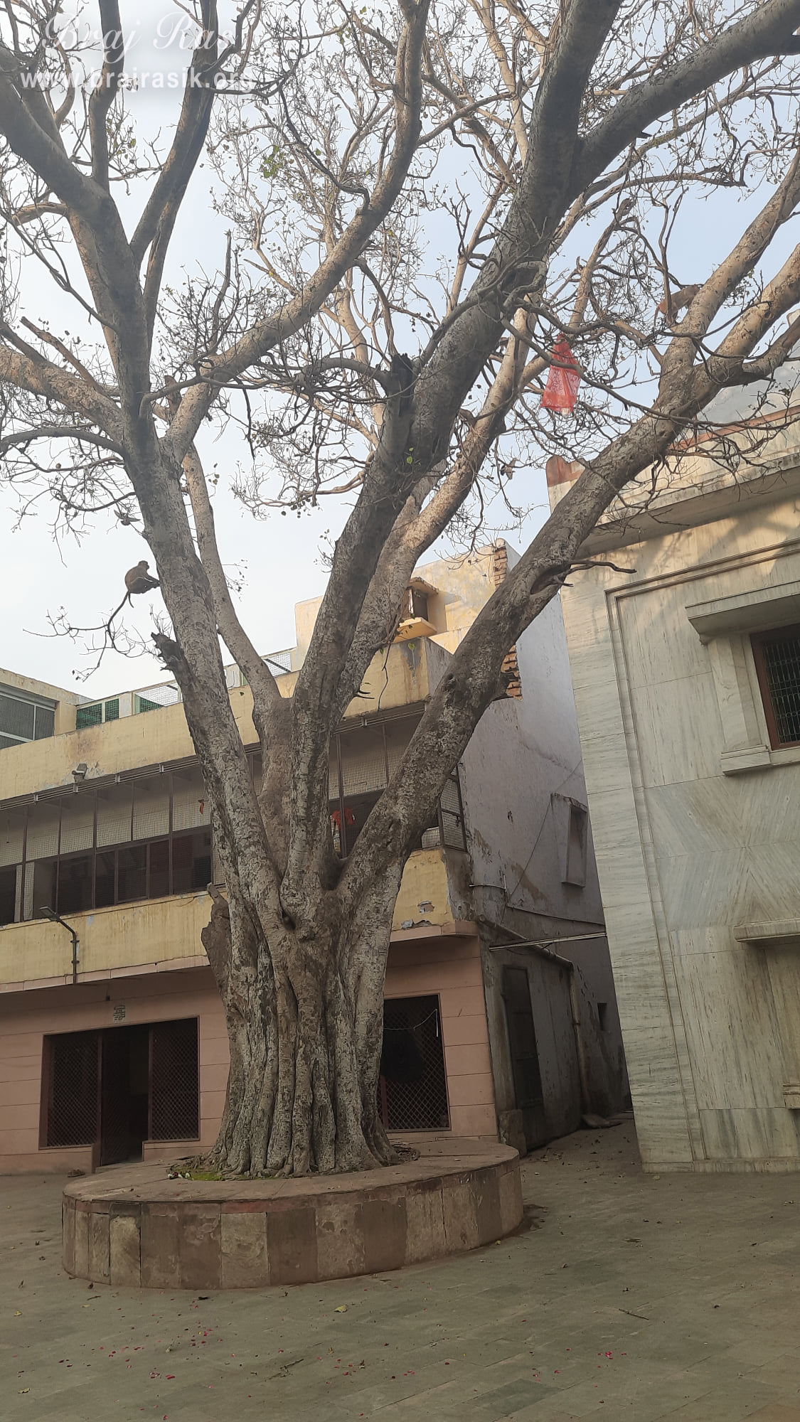 Close view of an ancient tree at Shri Sudama Kuti, Vrindavan