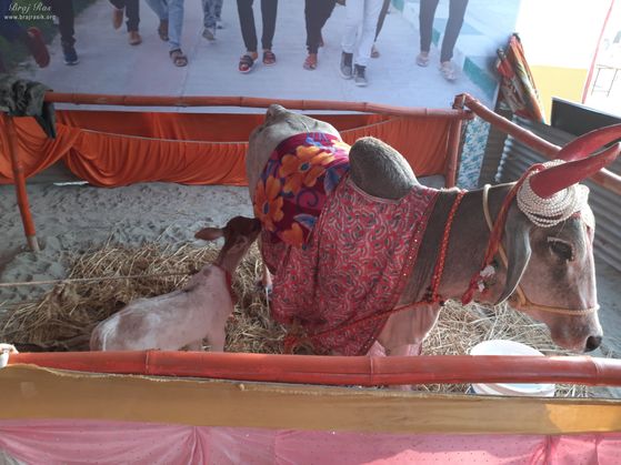 Holy cow with her calf at Vrindavan Kumbh 2021