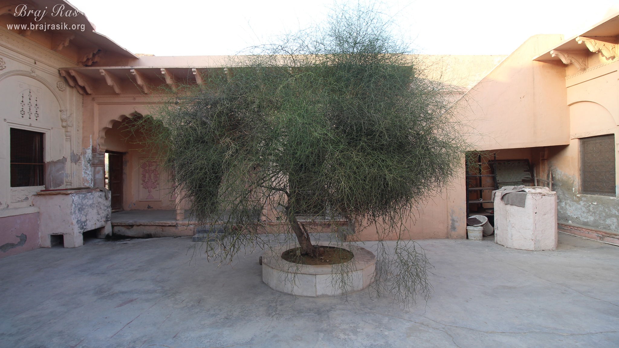 Karil tree at Shri Vrindavan Vihari Temple, Vardhman Kunj, Vrindavan