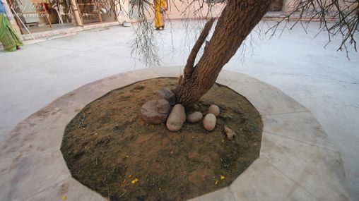 Platform of Karil tree at Shri Vrindavan Vihari Temple, Vardhman Kunj, Vrindavan