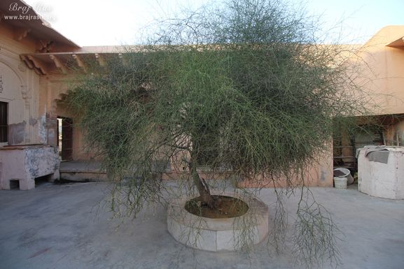 Darshan of Karil tree at Shri Vrindavan Vihari Temple, Vardhman Kunj, Vrindavan