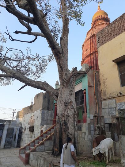 A beautiful view of temple and tree inside Shri Yugal Kishor Temple, Vrindavan