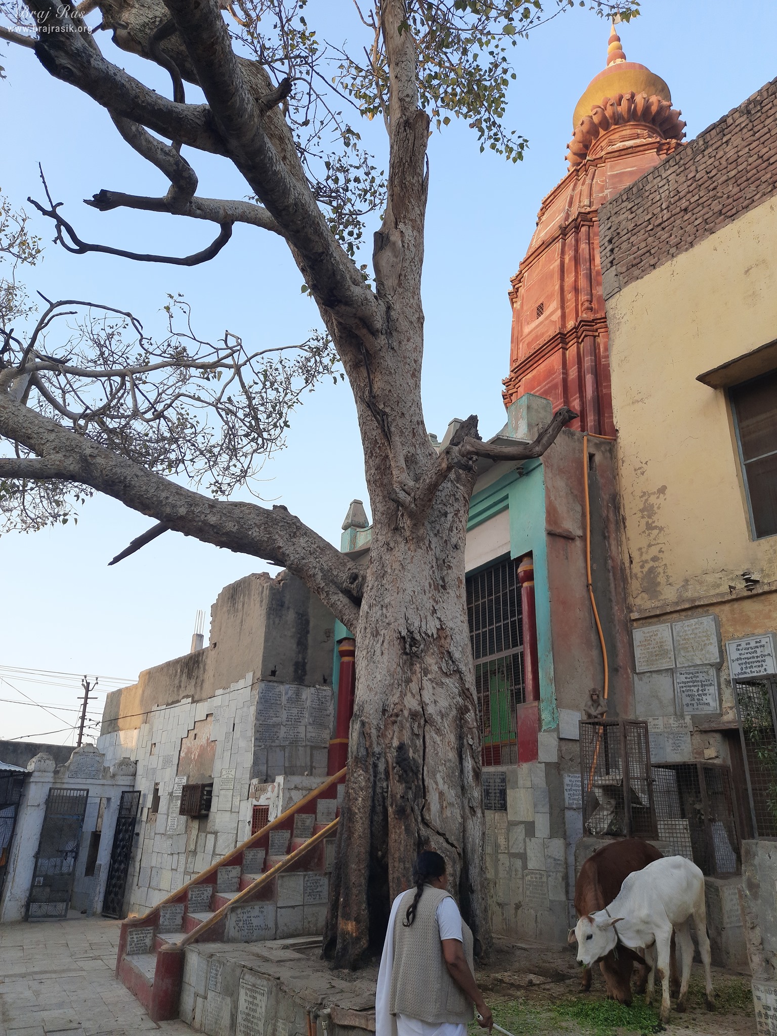 A beautiful view of temple and tree inside Shri Yugal Kishor Temple, Vrindavan