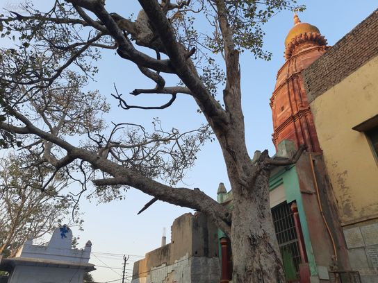 View of temple and tree inside Shri Yugal Kishor Temple, Vrindavan