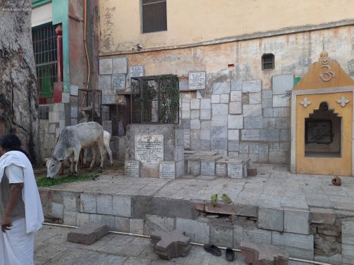 Cows inside Shri Yugal Kishor Temple, Vrindavan