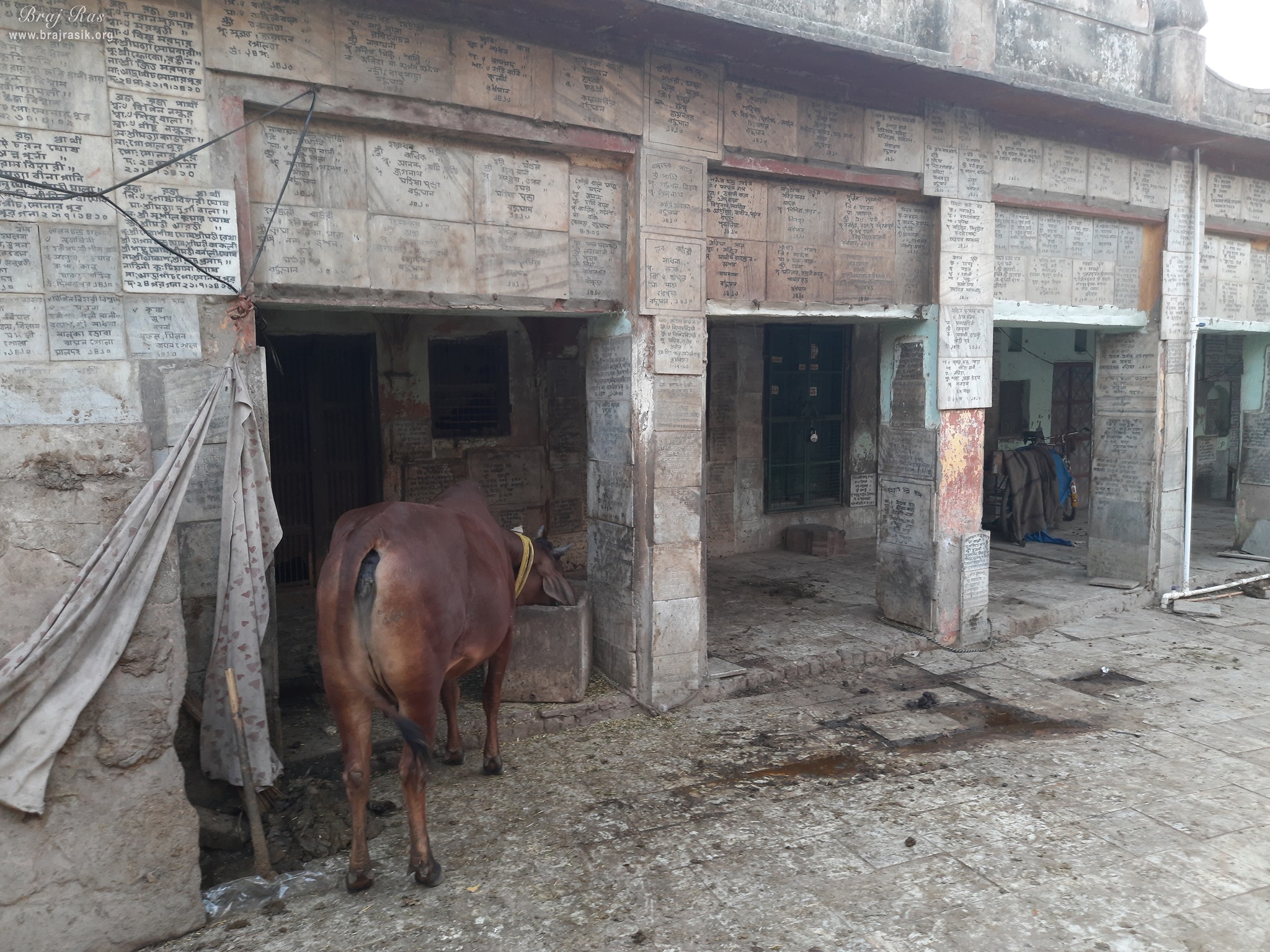 View of cow in cowshed inside Shri Yugal Kishor Temple, Vrindavan