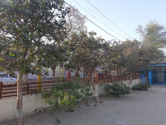 View of trees inside Nikunj Van, Vrindavan