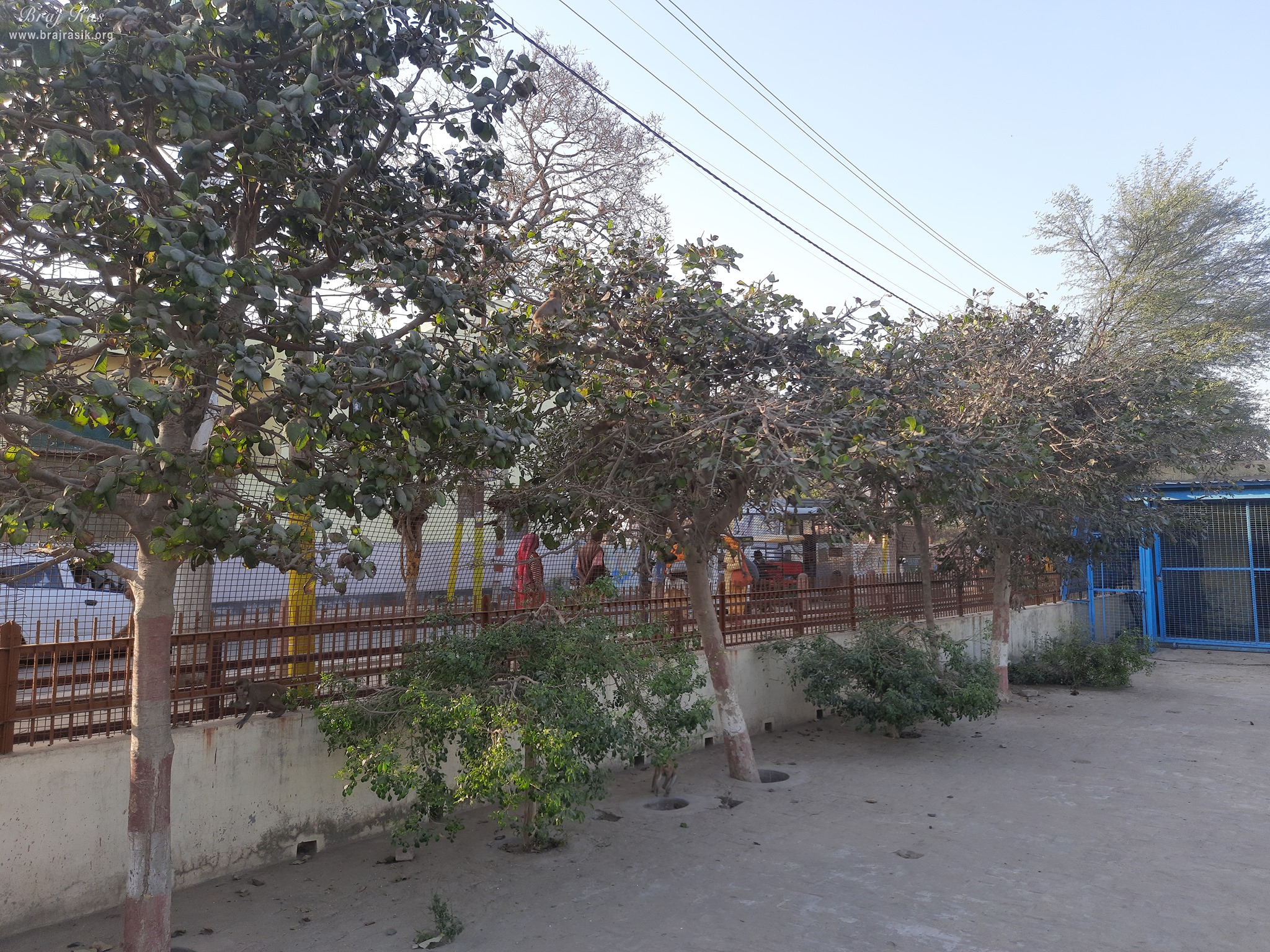 View of trees inside Nikunj Van, Vrindavan