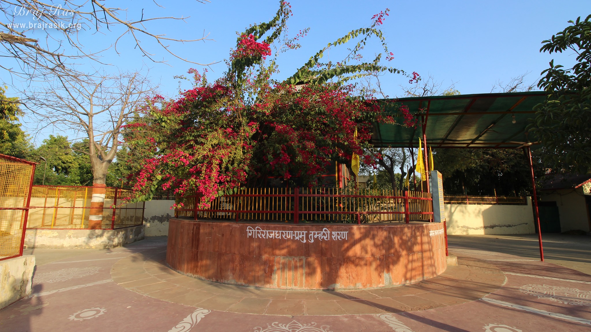 निकुंज वन, वृंदावन में लाल फूलों वाला एक सुंदर पेड़