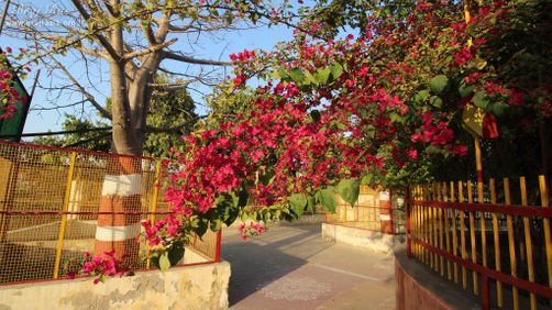 Red flowers on a tree at Nikunj Van, Vrindavan
