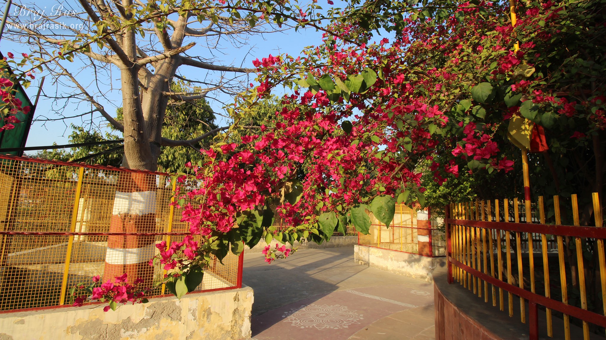 निकुंज वन, वृंदावन में एक पेड़ पर खिले हुए लाल फूल