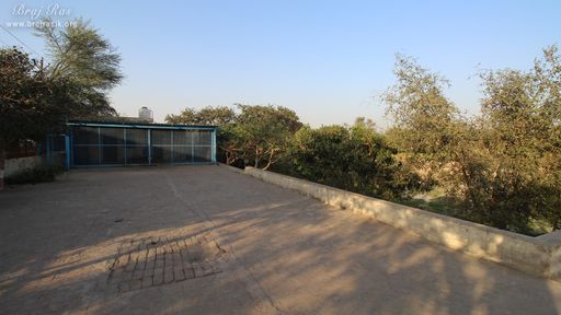 Trees and creepers inside Nikunj Van, Vrindavan